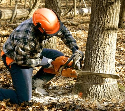 Tree Removal in Crawford, OK